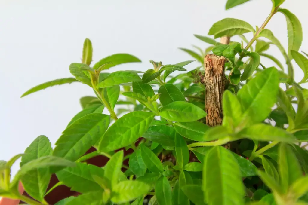 Verveine Citronnée