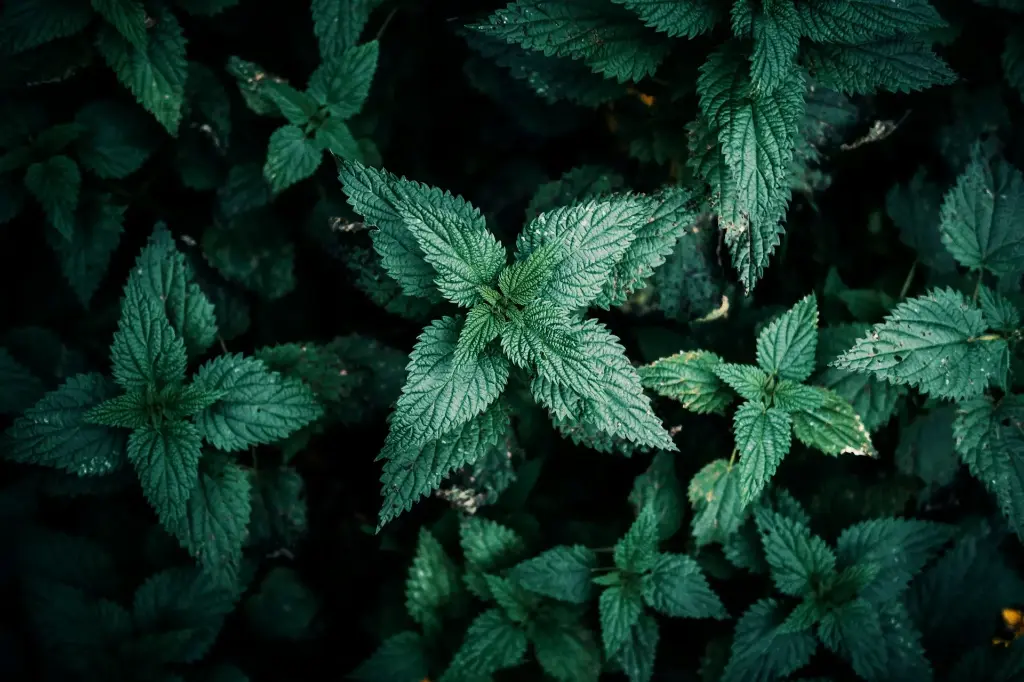 Verveine Menthe - Infusion Digestion 