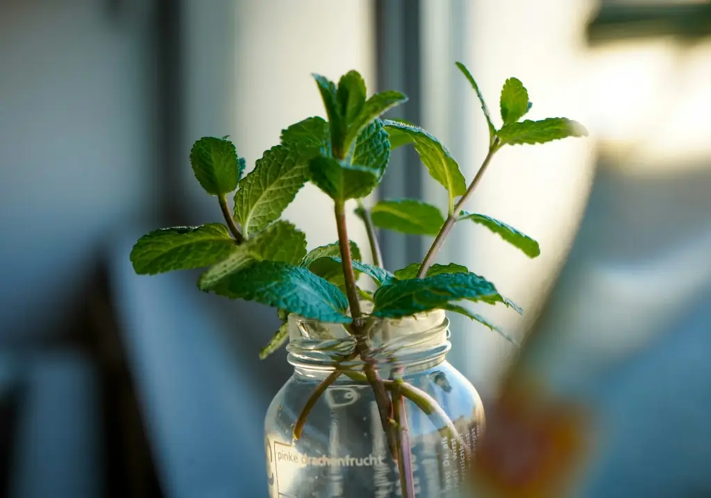 Menthe Passion - Ventre Heureux